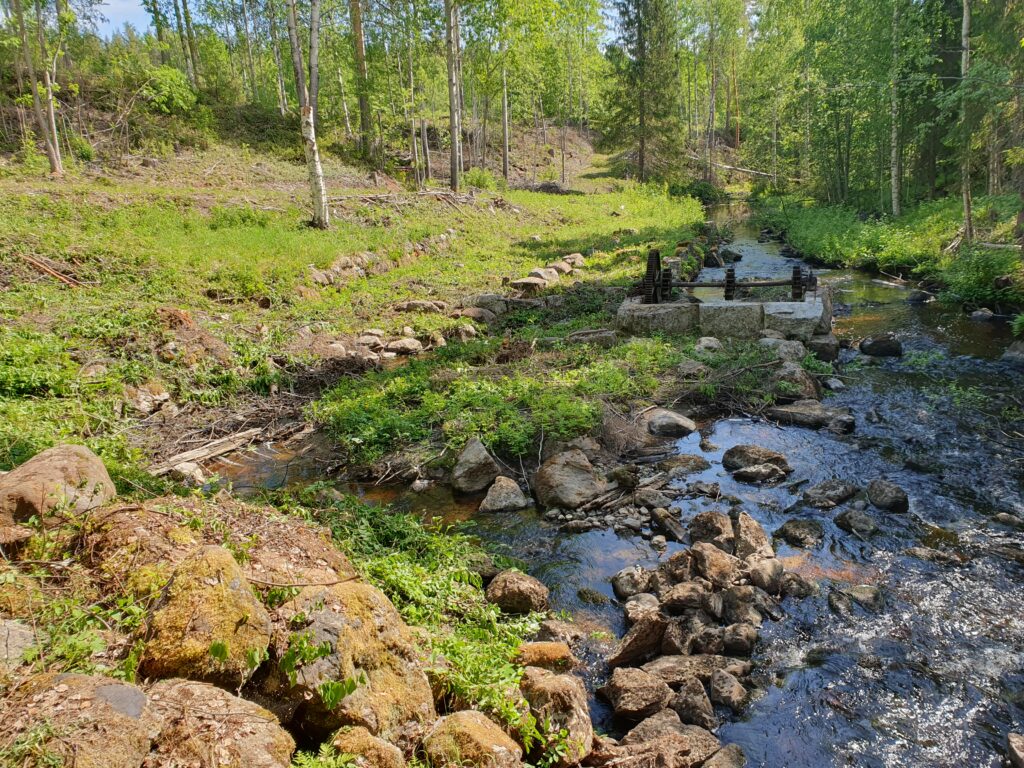 Sågplatsen efter gallring och röjning (jpg).