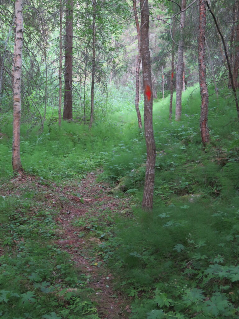 Stigen på västra sidan bäcken nedanför ladugården på Bastuträsk 10 (jpg).