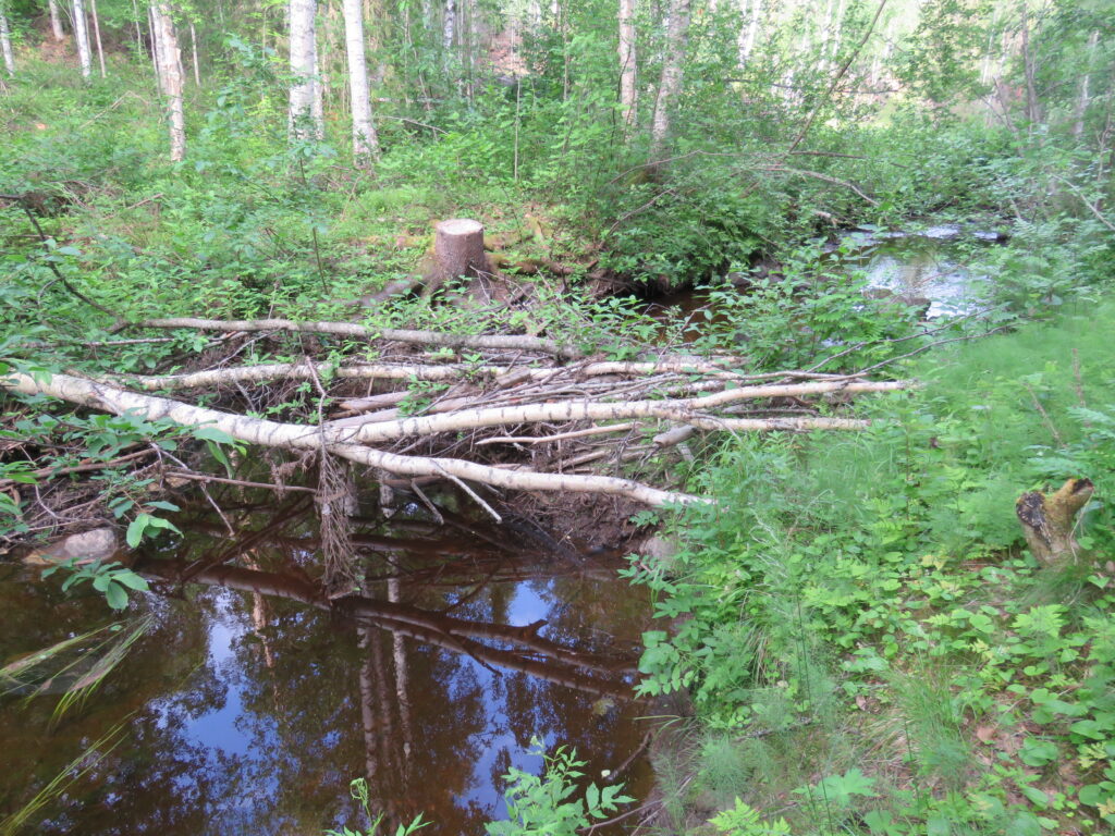 Ej fungerande bäverdamm nedströms "Mittiholmen" (jpg).