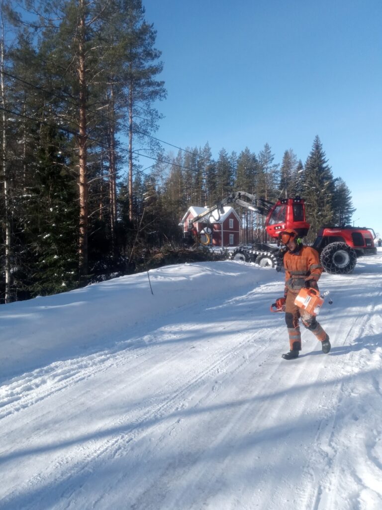 Gallring på östra sidan (jpg).