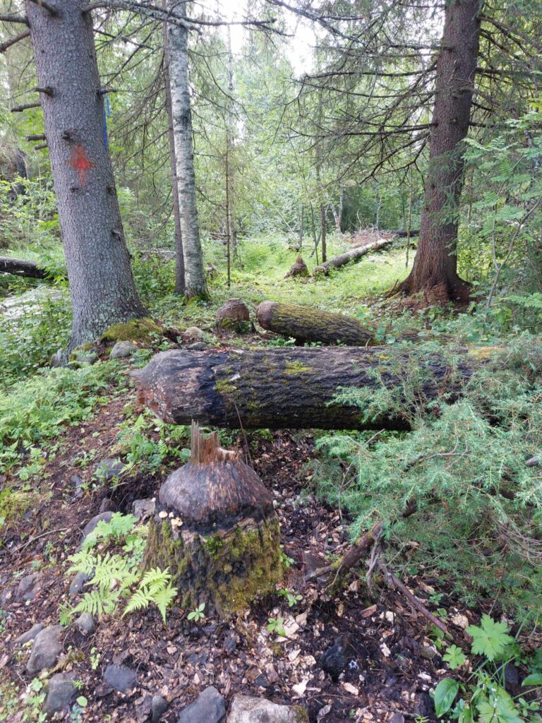 Bäverfällda aspar i södra delen av Såggrubba.